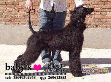 北京哪里出售纯种阿富汗猎犬 阿富汗猎犬多少钱一只 