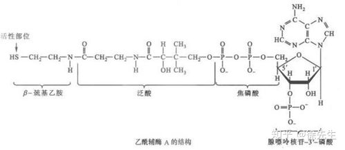 生物化学中CoA-SH是什么？