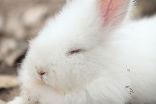 请各位写一篇 小白兔 的文章 