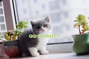 宁波哪里有卖蓝猫宁波纯种蓝猫怎么卖宁波蓝猫好养吗