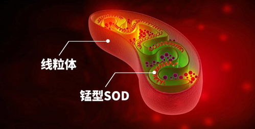 为什么说超氧化物歧化酶 SOD 是人体内氧自由基的头号清除剂
