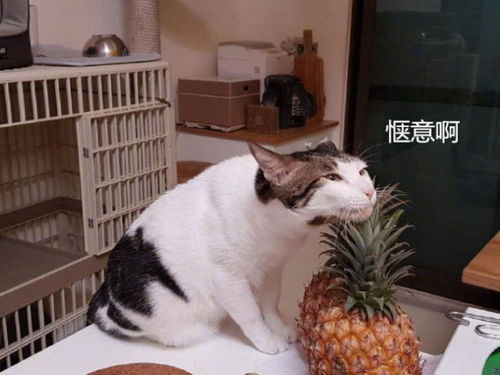让猫咪守着菠萝,忽然听到一声惨叫,铲屎官跑过来一看惊呆了