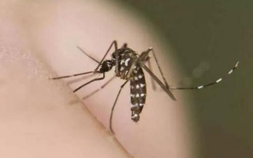 蚊子为何会咬人 1万年前人类犯了大错,导致蚊子基因突变