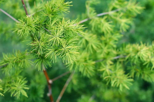 植物影响财运,不同生肖对应植物一览