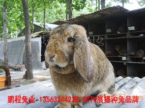 江苏公羊兔养殖基地,公羊兔供应价格