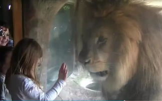 小女孩隔着玻璃给狮子一吻, 结果狮子开始嚎叫,向小女孩儿示威