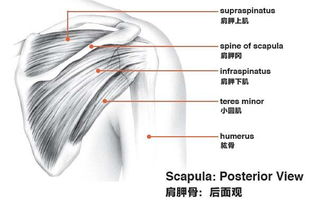 正常人的肩胛骨图后面 搜狗图片搜索