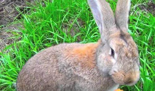 最大的兔子品种是哪个