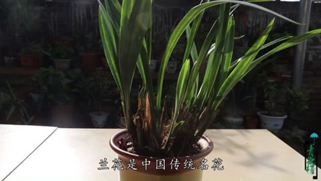 兰花怎么养才能配土呢,如何养护兰