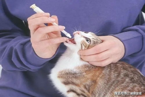 天冷季节,饲养猫咪牢记 5不要 ,对它有益处