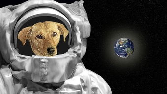狗狗比人类更早上太空,甚至孤独地死在太空,它们也是英雄