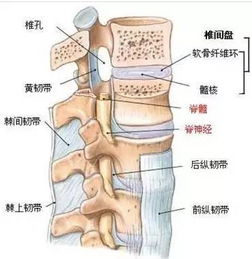 腰椎横突骨折ct片图片 表情大全