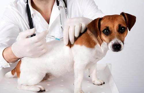 被自己家养的狗狗咬了后一定要打狂犬疫苗吗 