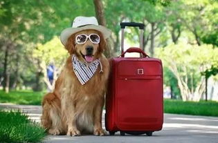 Get 起来 小长假带着宠物去旅行,你准备好了吗