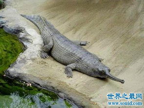 世界最大的鳄鱼排行榜,带你看两千公斤的庞然大物 