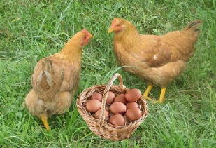 鸡产蛋疲劳症的原因及防治方法,种鸭下软壳蛋喂什么药好