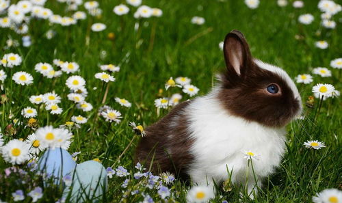 兔子喝了水就会一命呜呼 关键是对水质要求高,它们的肠胃很脆弱