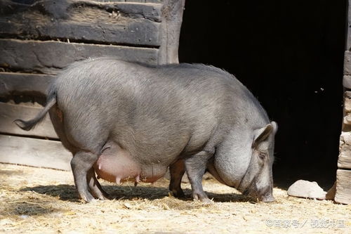 荒唐 辽宁一女士的宠物猪从3斤暴增到400斤,难道它是一头家猪