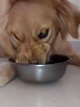 皱鼻子的狗是不是护食 主人试图从盆里拿食物,结果和想象不一样