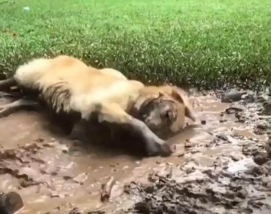 金毛躺水池里玩泥巴,主人怎么叫它都不理,太逗了