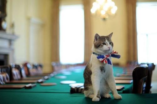 美国 第一狗 人气高 英首相养猫不尽职捕鼠