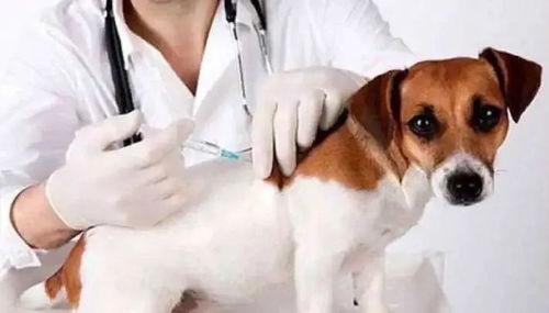 哪里给宠物狗打疫苗 长宁狂犬病免疫点一览