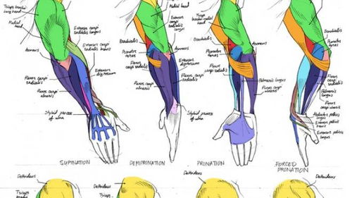 那么多种骨头和肌肉,学美术时是怎么记人体结构的 多图