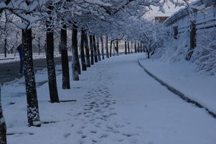 2013年春天北京最美的雪景