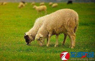 羊肉价格 2017年3月27日全国羊肉价格最新行情 物价 