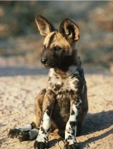 非洲野犬和家犬有生殖隔离吗(非洲野犬与家犬)