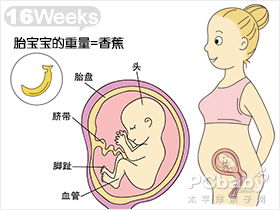 孕十六周 怀孕16周的胎儿大概多大