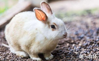 兔子可以吃金银花吗 兔子可以吃哪些草药