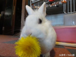 日本秋田电影院里的可爱兔子 放养模样让人好治愈 
