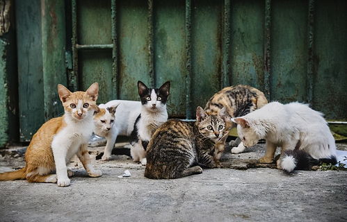 弃养率最高的6种猫,总要被人们嫌弃,心疼它们