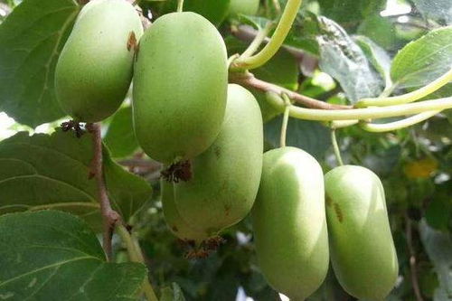 软枣猕猴桃的种植技术与注意事项