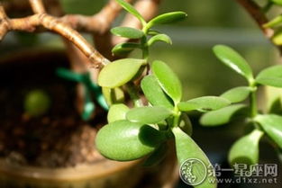 植物风水学知识大全,50种风水植物的摆放 