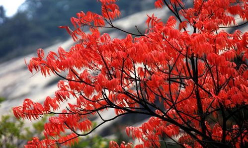 8月10日 摩羯座 水瓶座 双鱼座 每日星座运势查询