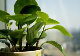 甲醛超标家里植物会有警告,几种小方法教你有效治理甲醛超标