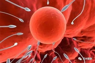 射精后,精子在阴道内的游走状态
