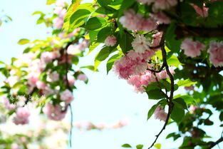 樱花苗什么时候种,樱花的最佳种植时间和种植方法有哪些？