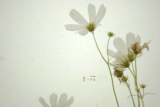 我要一张有雏菊的 PPT 背景图片, 画面最好简洁些, 雏菊的边角上,素色的最好 