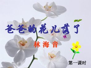 爸爸的花儿落了(爸爸的花儿落了作者简介)