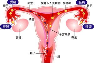 输卵管堵塞怎么治 输卵管堵塞怎么能治好