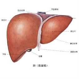 肝穿刺是怎么回事(肝穿刺是怎么回事儿遭罪吗)