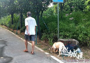 遛狗,湛江市区已现这种现象