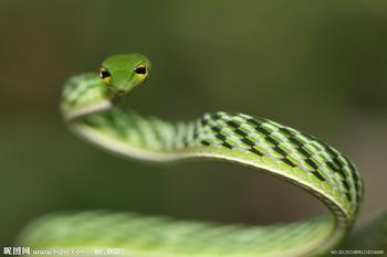 求一张S型的蛇图片,最好是绿色的蛇 