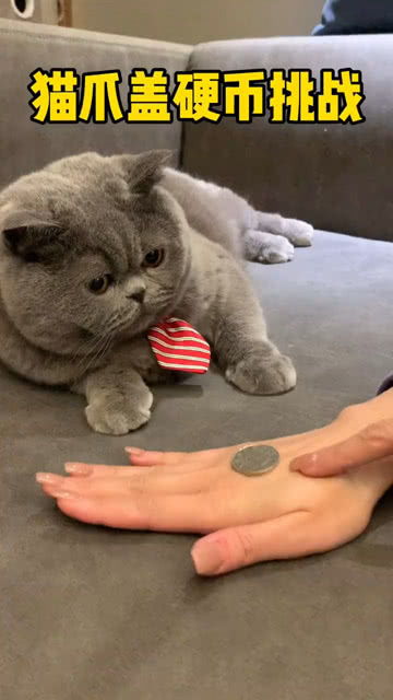 福福认真了,猫爪盖硬币挑战 