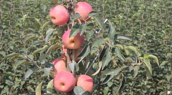 苹果 苹果新品种 烟富8的苹果树苗有什么优势吗 