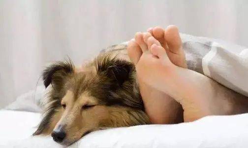 养狗知识 狗狗 睡觉 的八个秘密,说明你在它心目的重要位置