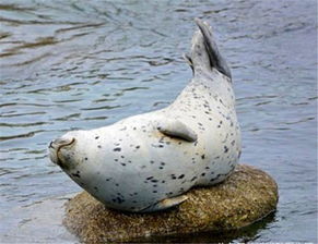 斑海豹躺在石头上晒太阳,意外发现摄像头之后竟然对着卖起了萌